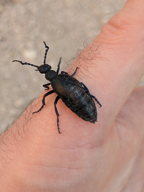Meloe proscarabaeus - közönséges nünüke