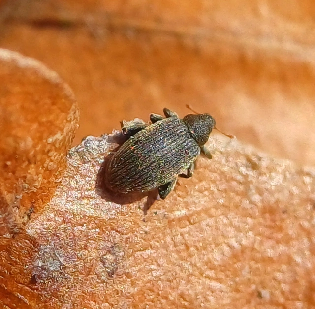 Orchestes fagi - bükk-bolhaormányos