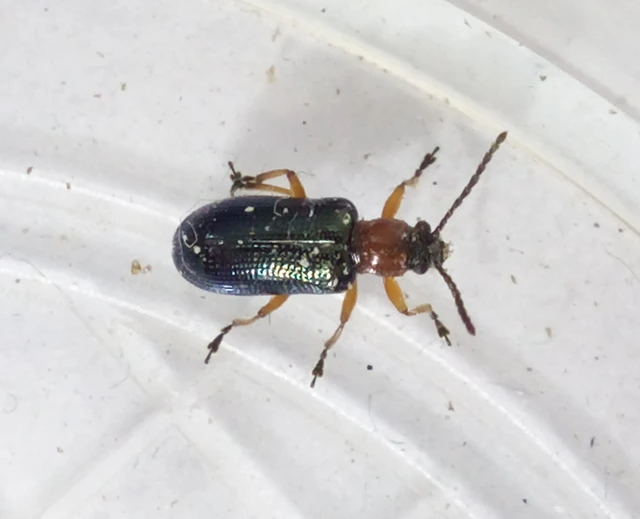 Oulema melanopus/duftschmidi
