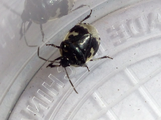 Tritomegas bicolor - foltos földipoloska