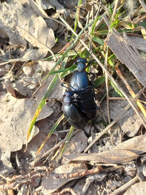 Meloe proscarabaeus - közönséges nünüke