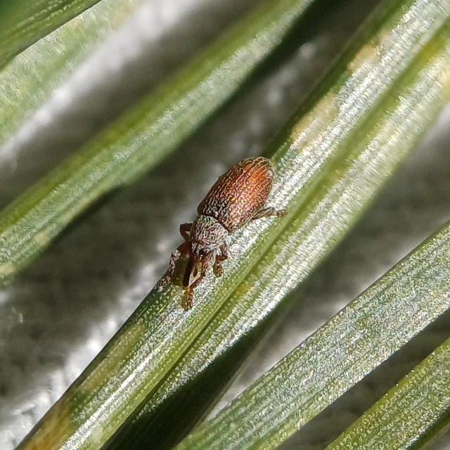 Brachonyx pineti - fenyőtűrágó ormányos