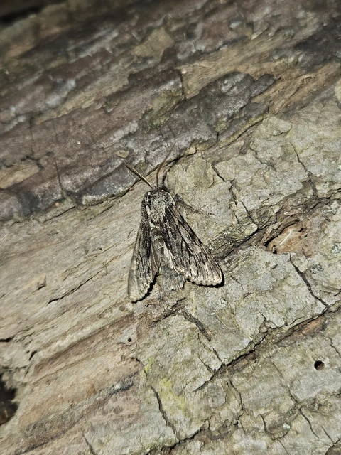 Brachionycha nubeculosa - zömök fésűsbagoly