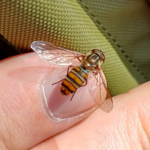 Episyrphus balteatus - ékfoltos zengőlégy