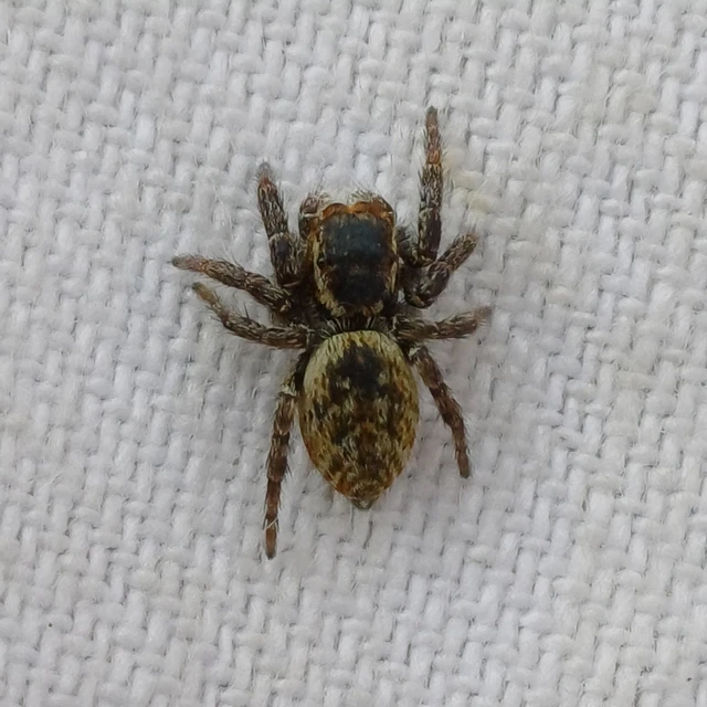 Carrhotus xanthogramma - rozsdás ugrópók