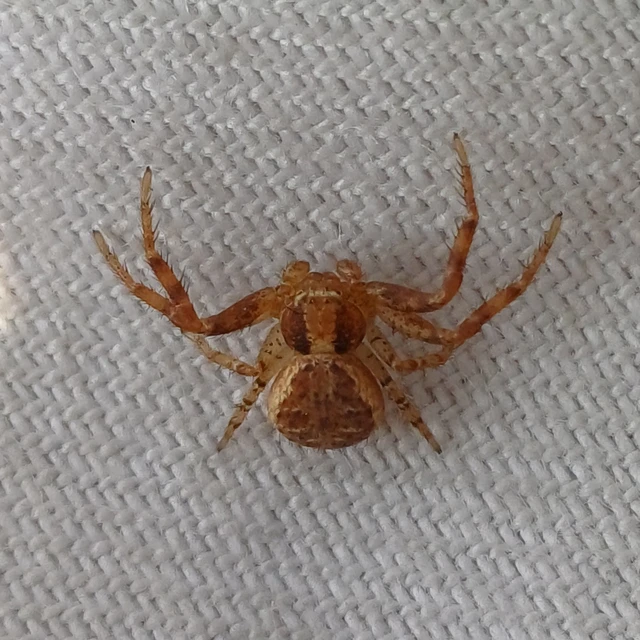 Xysticus