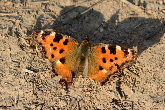 Nymphalis polychloros - nagy rókalepke