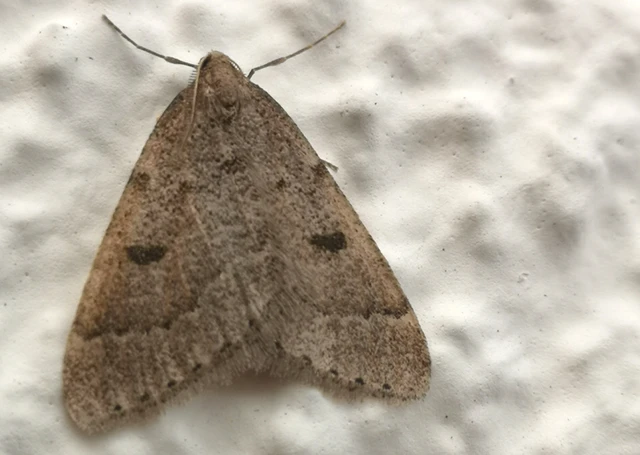 Theria rupicapraria - tavaszi kökényaraszoló