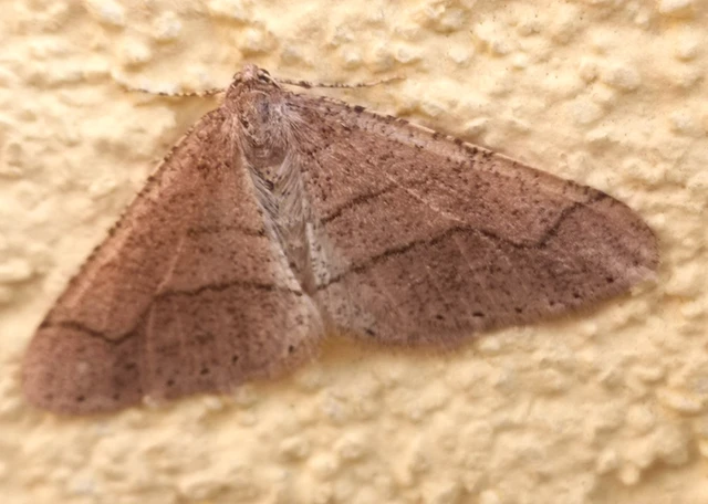 Agriopis marginaria - sárgás téliaraszoló