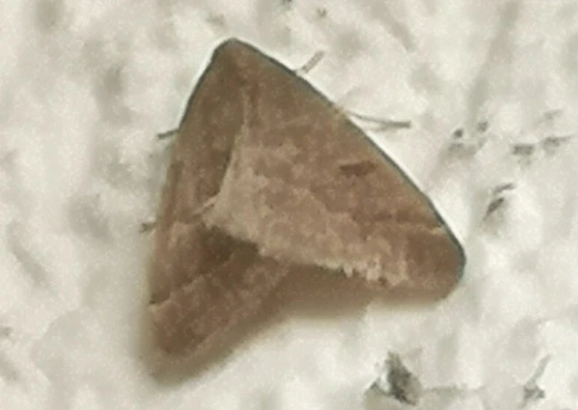 Theria rupicapraria - tavaszi kökényaraszoló