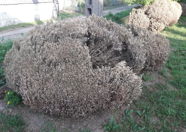 Cydalima perspectalis - puszpáng-tűzmoly