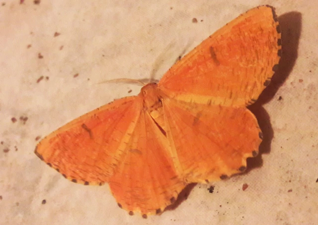 Angerona prunaria - sárga kökényaraszoló