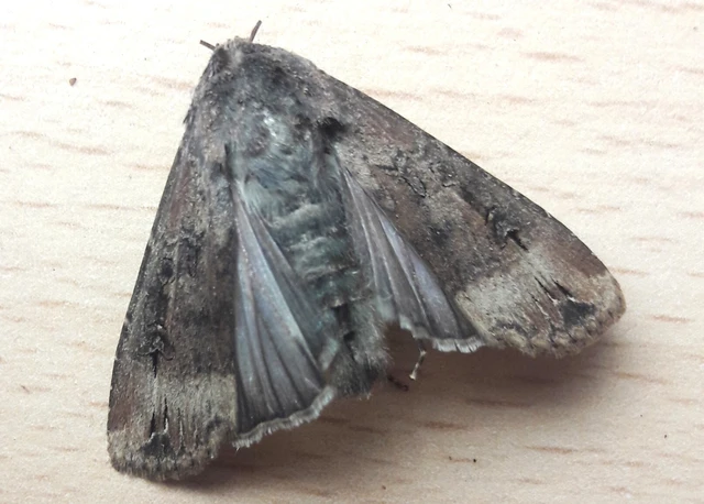 Agrotis ipsilon - nagy földibagoly