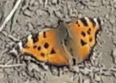Nymphalis xanthomelas - vörös rókalepke