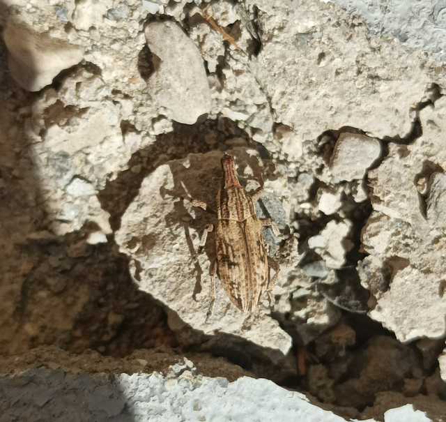 Mecaspis alternans - keserűgyökér-barkó