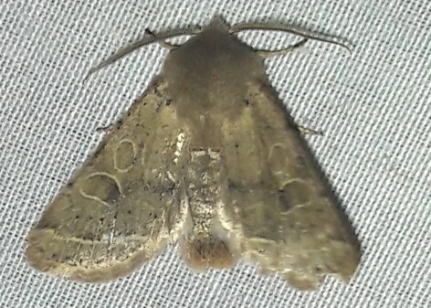 Orthosia cerasi - közepes barkabagoly
