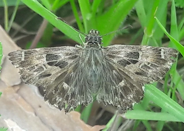 Carcharodus alceae - mályva-busalepke