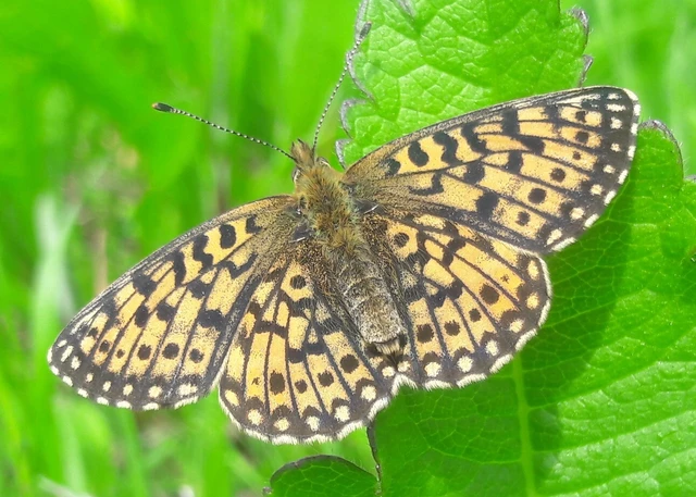 Boloria selene - fakó gyöngyházlepke