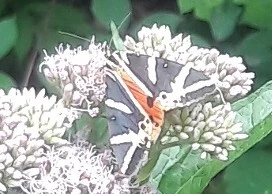 Euplagia quadripunctaria - csíkos medvelepke
