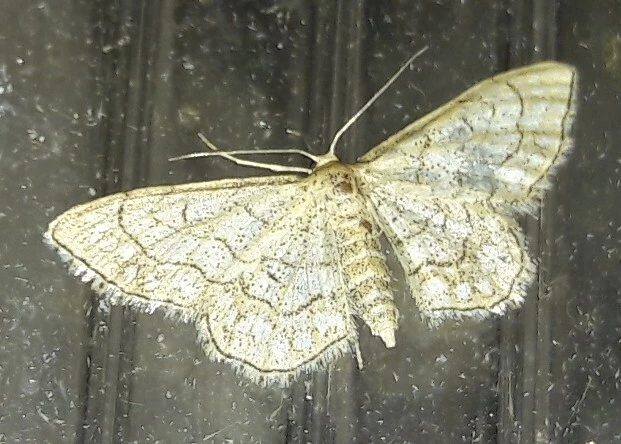 Idaea moniliata - gyöngyös apróaraszoló
