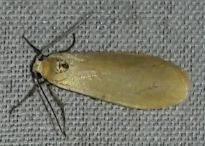 Eilema sororcula - sárga zuzmószövő