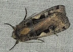 Xestia c-nigrum - c-betűs fűbagoly