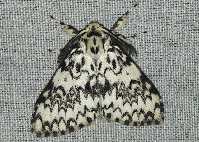 Lymantria monacha - apácalepke