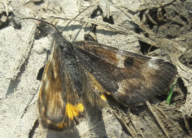Archiearis parthenias - nagy nappaliaraszoló