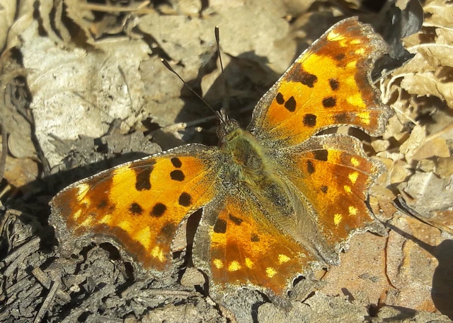 Nymphalis c-album - C-betűs lepke