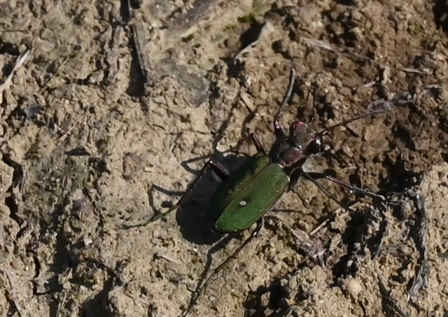 Cicindela campestris - mezei homokfutrinka