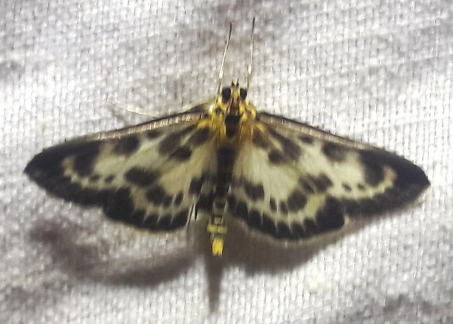 Anania hortulata - tarka csalánmoly
