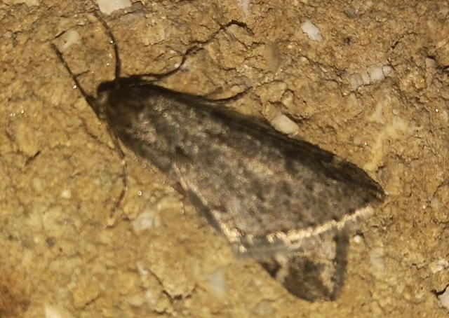 Alsophila aescularia - vadgesztenye-araszoló