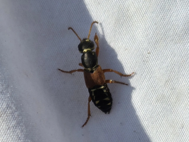 Staphylinus caesareus - aranysujtásos holyva