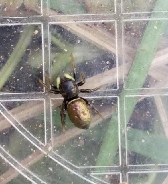 Heliophanus