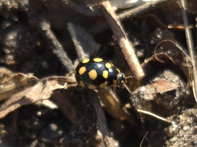 Coccinula quatuordecimpustulata - feketesárga katóka