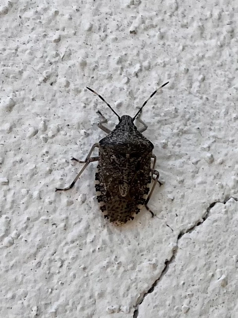 Rhaphigaster nebulosa - bencepoloska