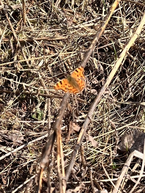 Nymphalis c-album - C-betűs lepke