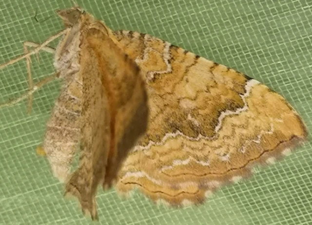 Camptogramma bilineata - kétvonalas sávosaraszoló