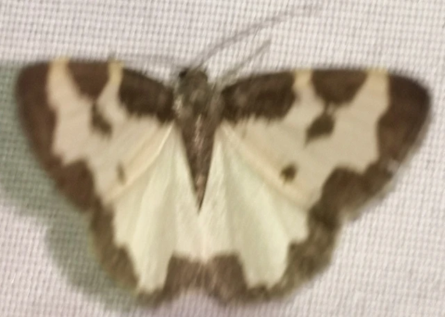 Lomaspilis marginata - szegélyes nyárfaaraszoló