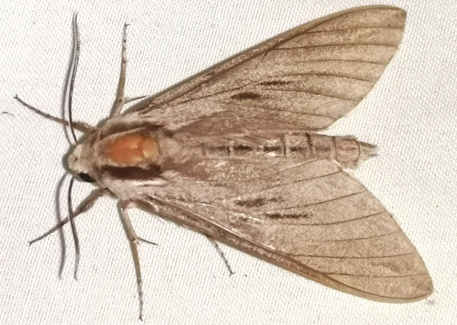 Hyloicus pinastri - fenyőszender