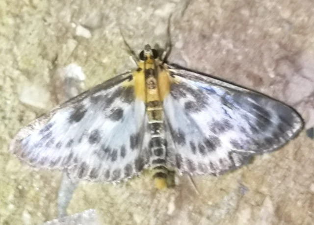 Anania hortulata - tarka csalánmoly
