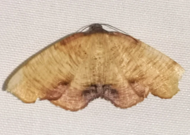 Plagodis dolabraria - baltaszárnyú araszoló
