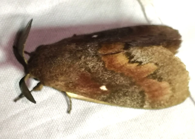 Dendrolimus pini - fenyőpohók
