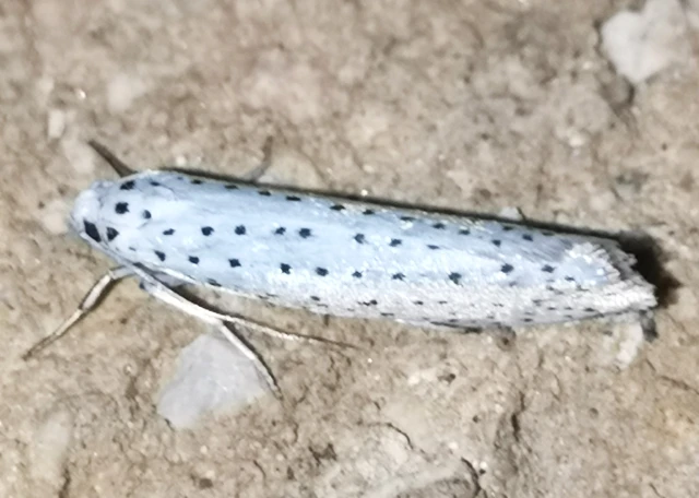 Yponomeuta