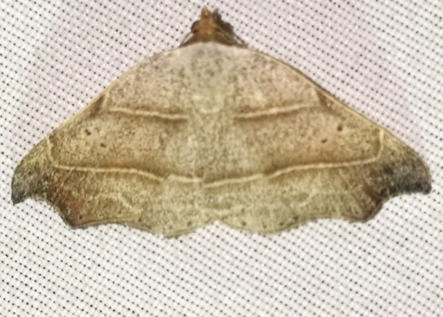 Laspeyria flexula - zuzmóbagoly
