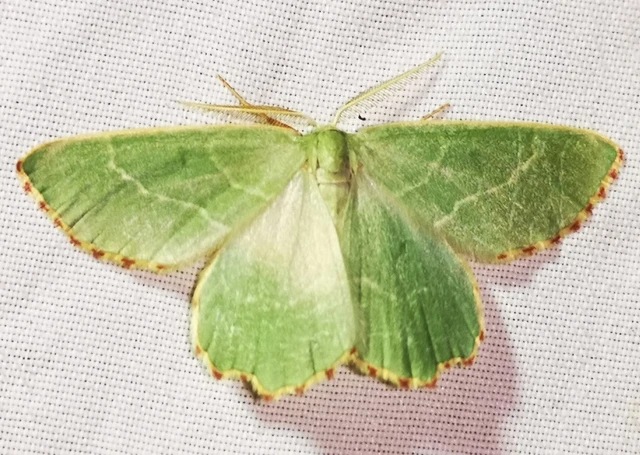 Thalera fimbrialis - csipkésszélű zöldaraszoló