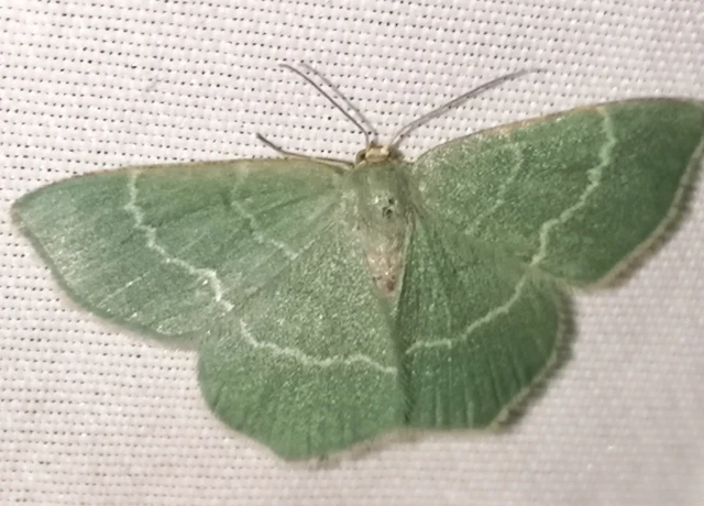 Chlorissa cloraria - sárgászöld araszoló