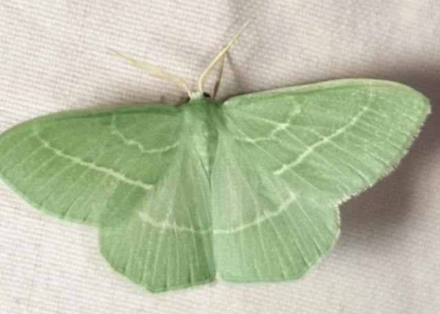 Hemistola chrysoprasaria - kékes zöldaraszoló