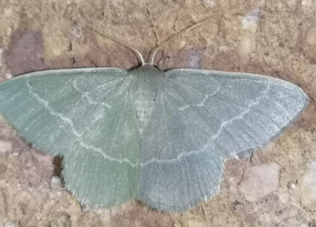 Chlorissa viridata - üdezöld araszoló