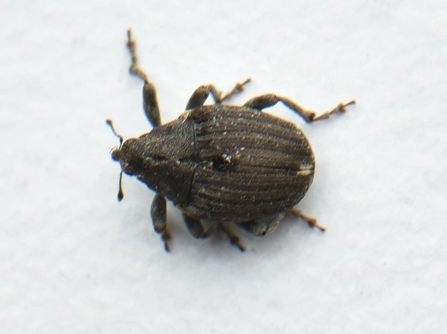 Stenocarus ruficornis - mákgyökérormányos